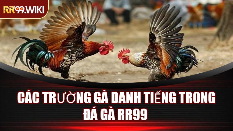 Các Trường Gà Danh Tiếng Trong Đá Gà RR99